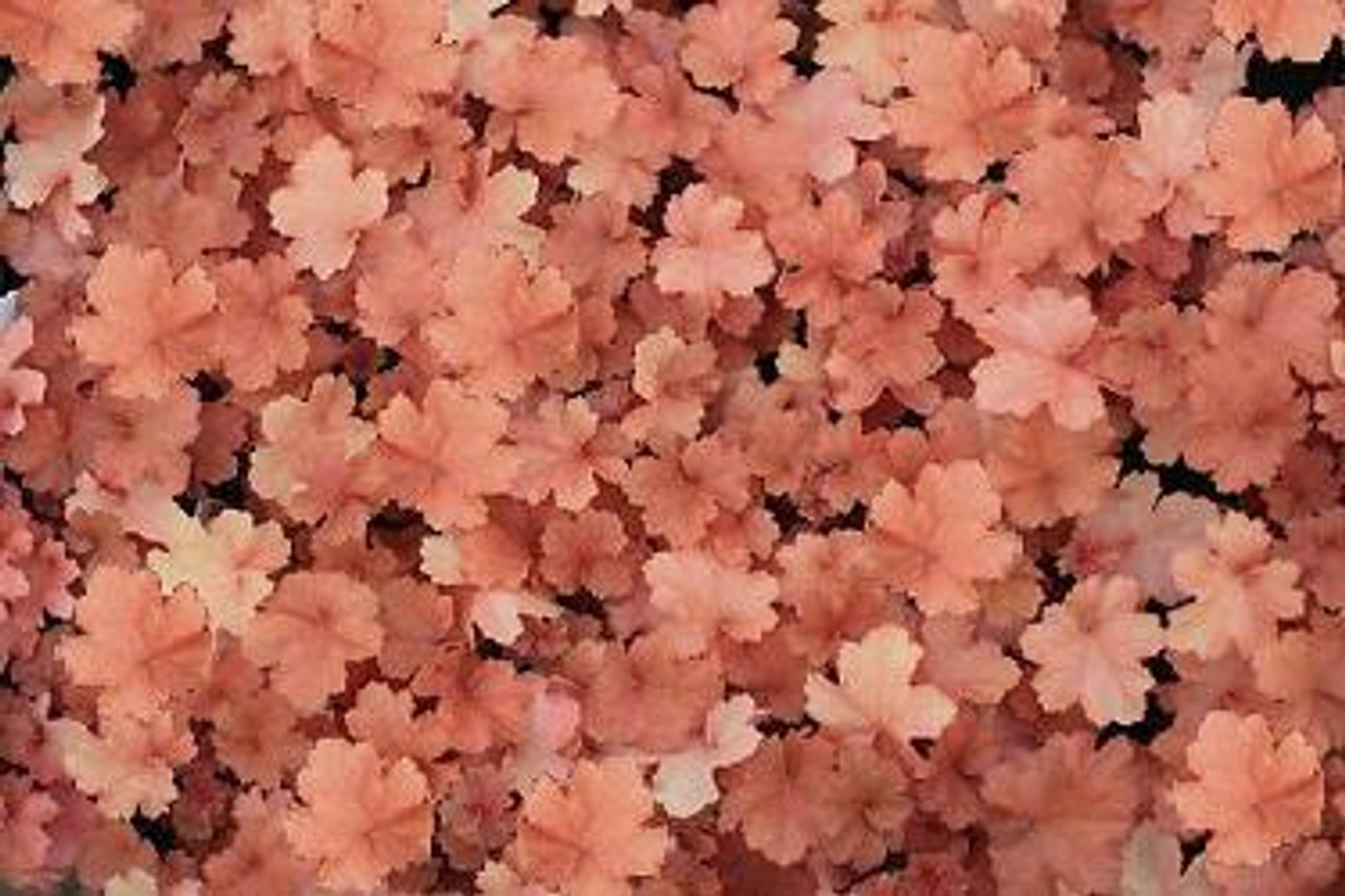 Heuchera Christa PP20764 20ct Flat