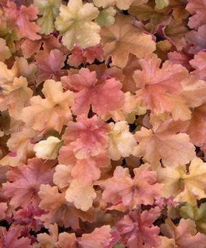 Heuchera Christa PP20764 20ct Flat