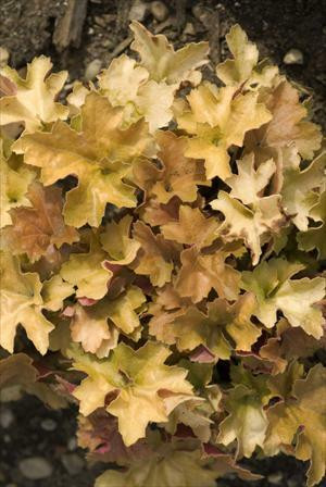 Heuchera Christa PP20764 20ct Flat