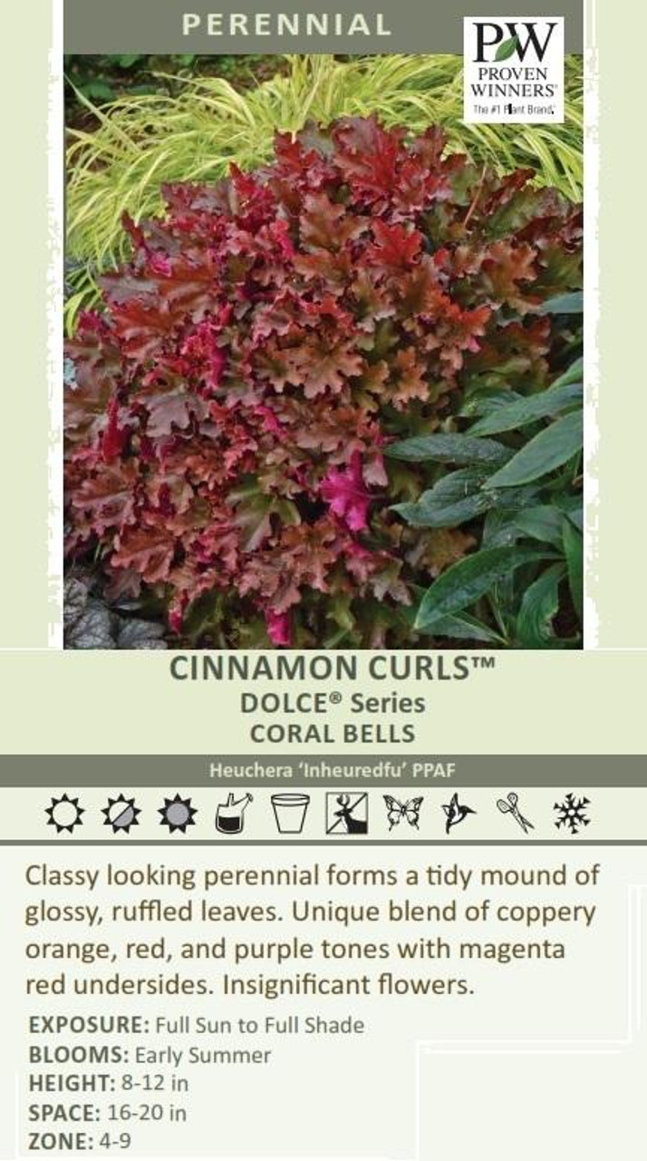 Heuchera DOLCE CINNAMON CURLS TM Inheureu PPAF 20ct Flat