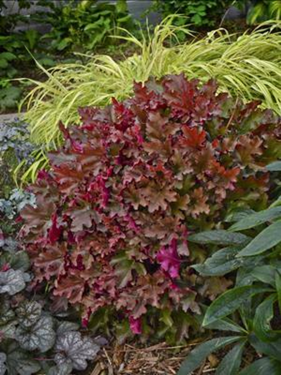 Heuchera DOLCE CINNAMON CURLS TM Inheureu PPAF 20ct Flat