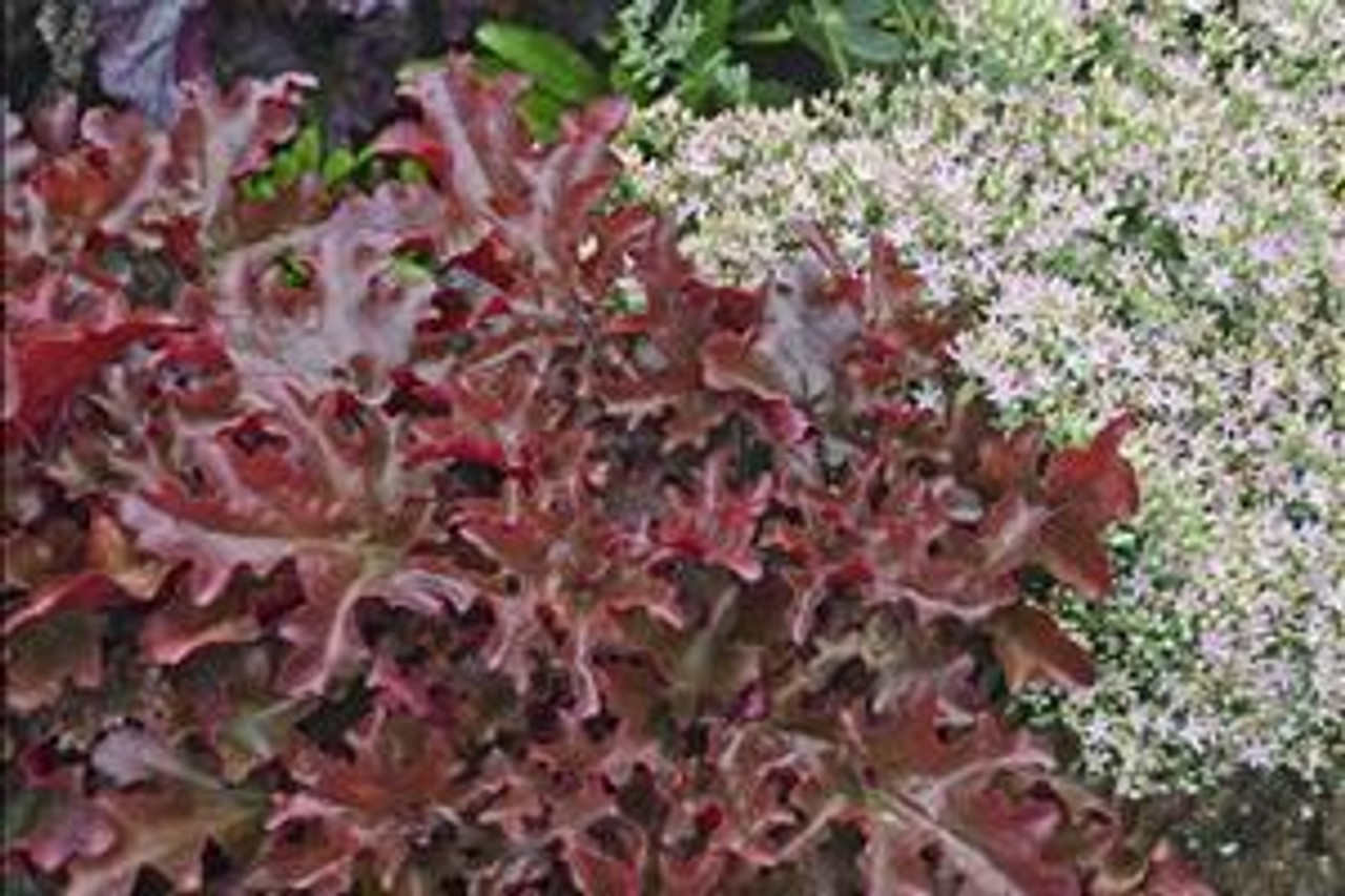 Heuchera DOLCE CINNAMON CURLS TM Inheureu PPAF 20ct Flat