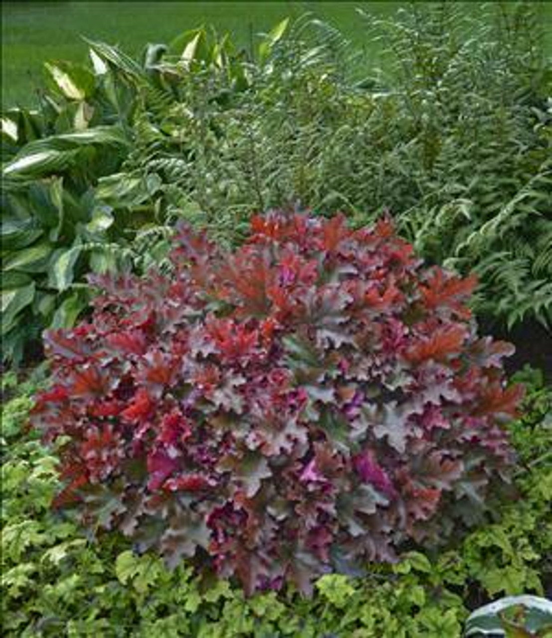 Heuchera DOLCE CINNAMON CURLS TM Inheureu PPAF 20ct Flat