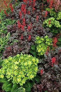 Heuchera Hollywood PP1712920ct Flat