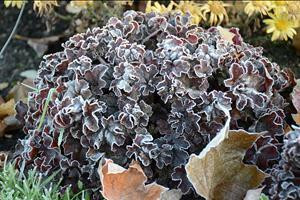Heuchera Hollywood PP1712920ct Flat