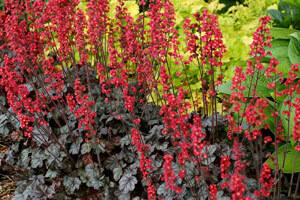 Heuchera Hollywood PP1712920ct Flat