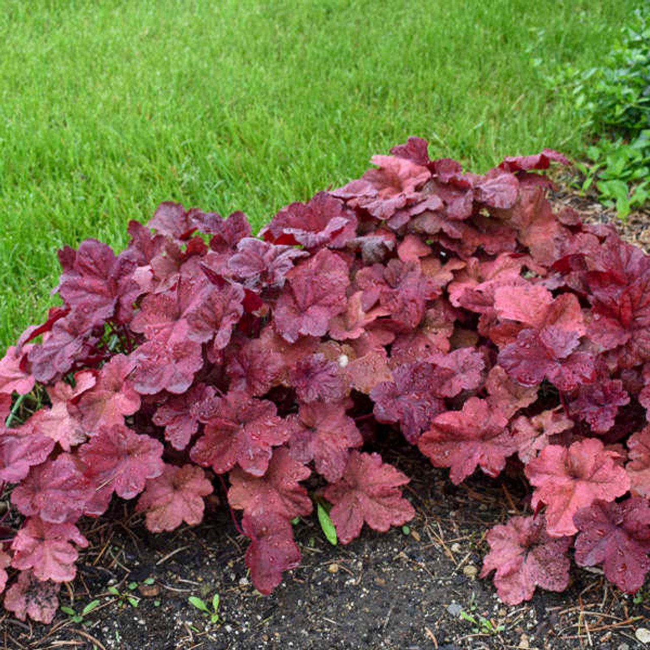 Heuchera 'Lava Lamp' PP26761 (20)ct Flat