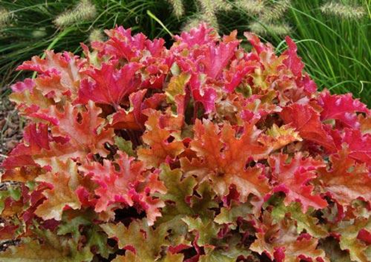 Heuchera Marmalade PP1594520ct Flat