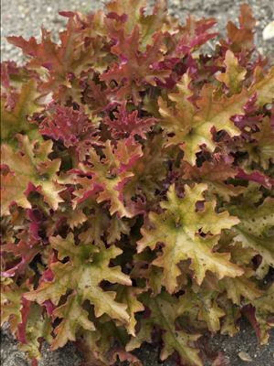 Heuchera Marmalade PP1594520ct Flat