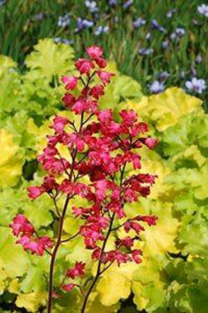 Heuchera Paris PP1888120ct Flat