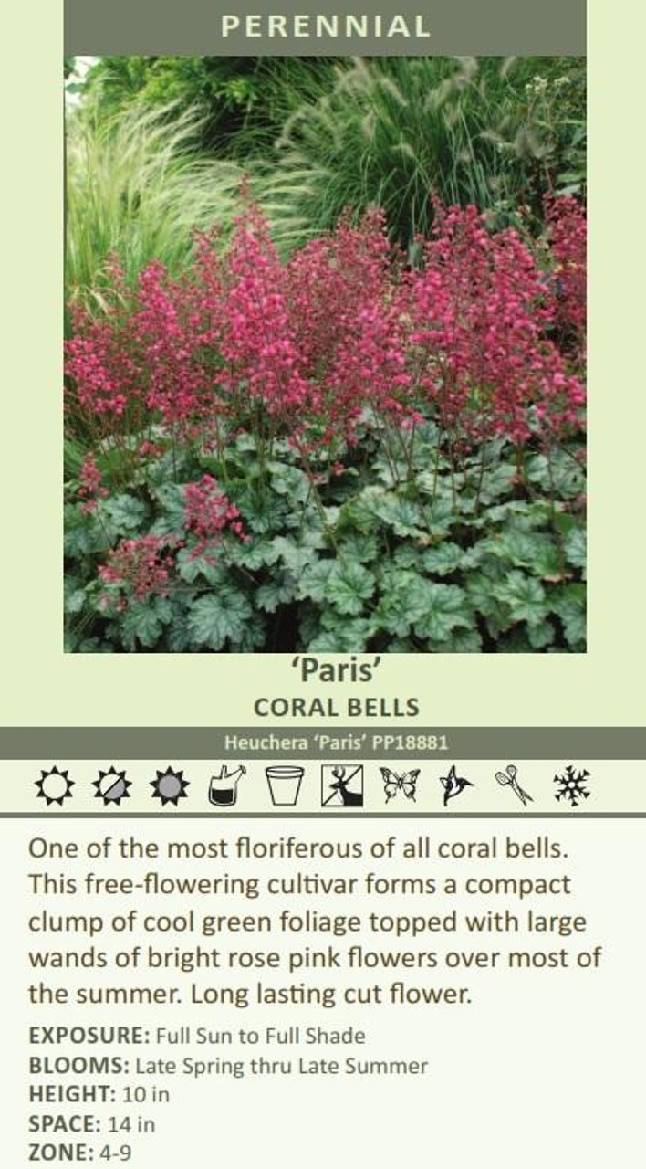 Heuchera Paris PP1888120ct Flat