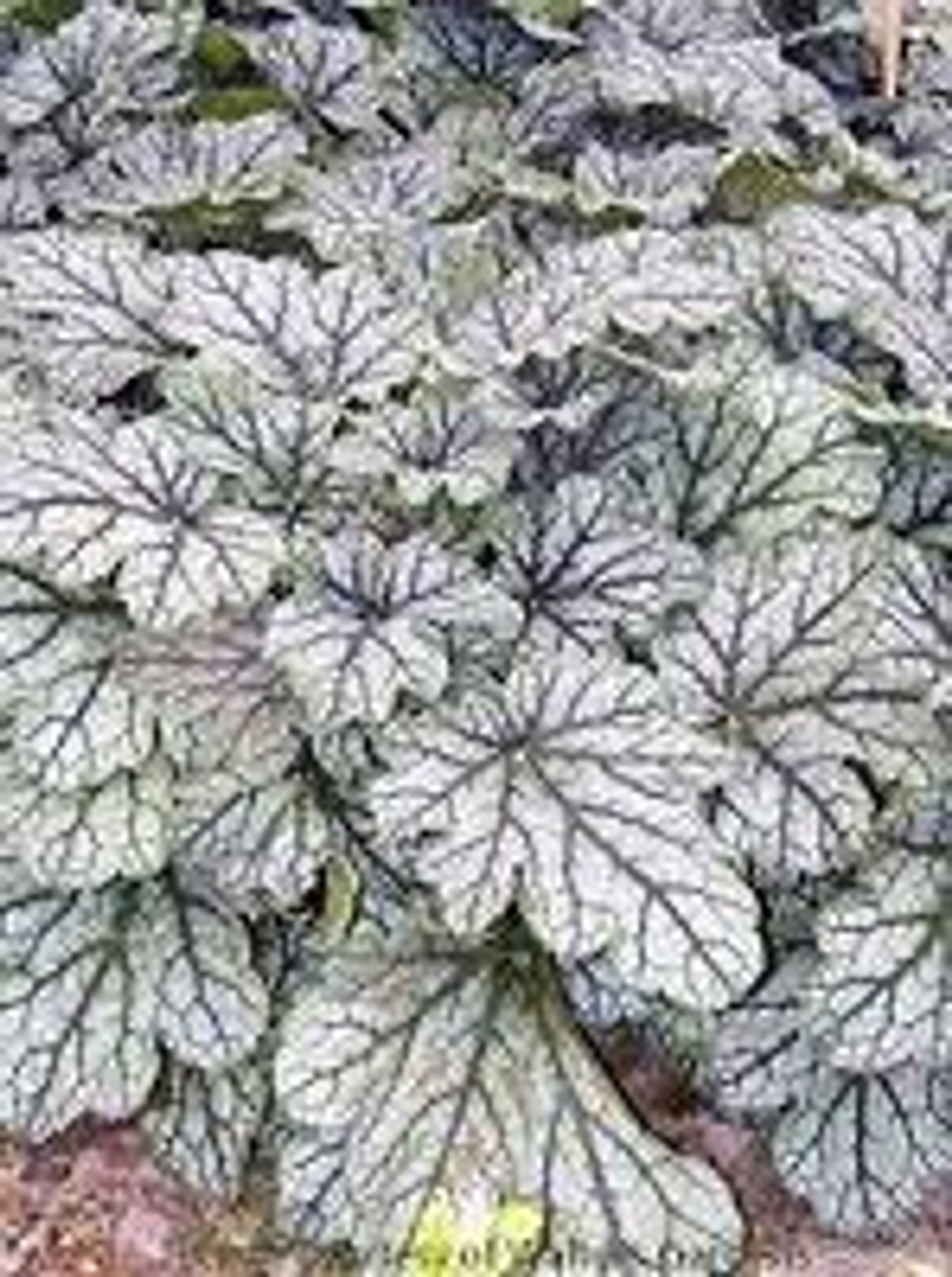 Heuchera Venus 20ct Flat