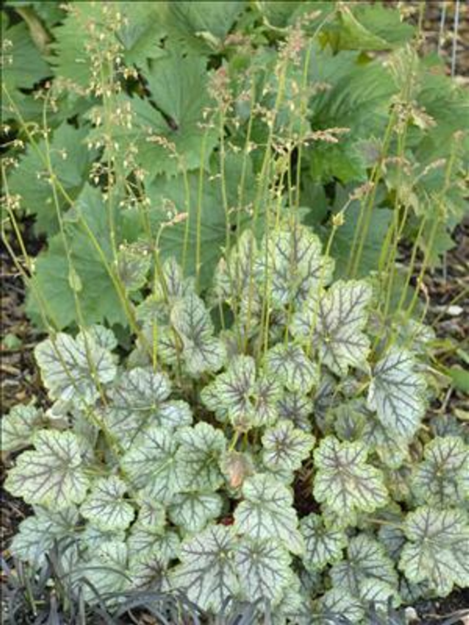 Heuchera Venus 20ct Flat