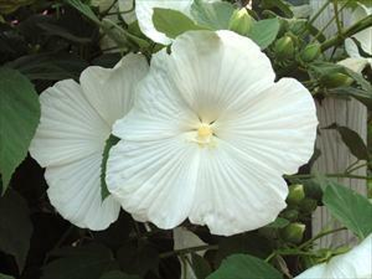 Hibiscus ‘Blue River II’ | Perennial Plant Sale | Bloomin Designs Nursery