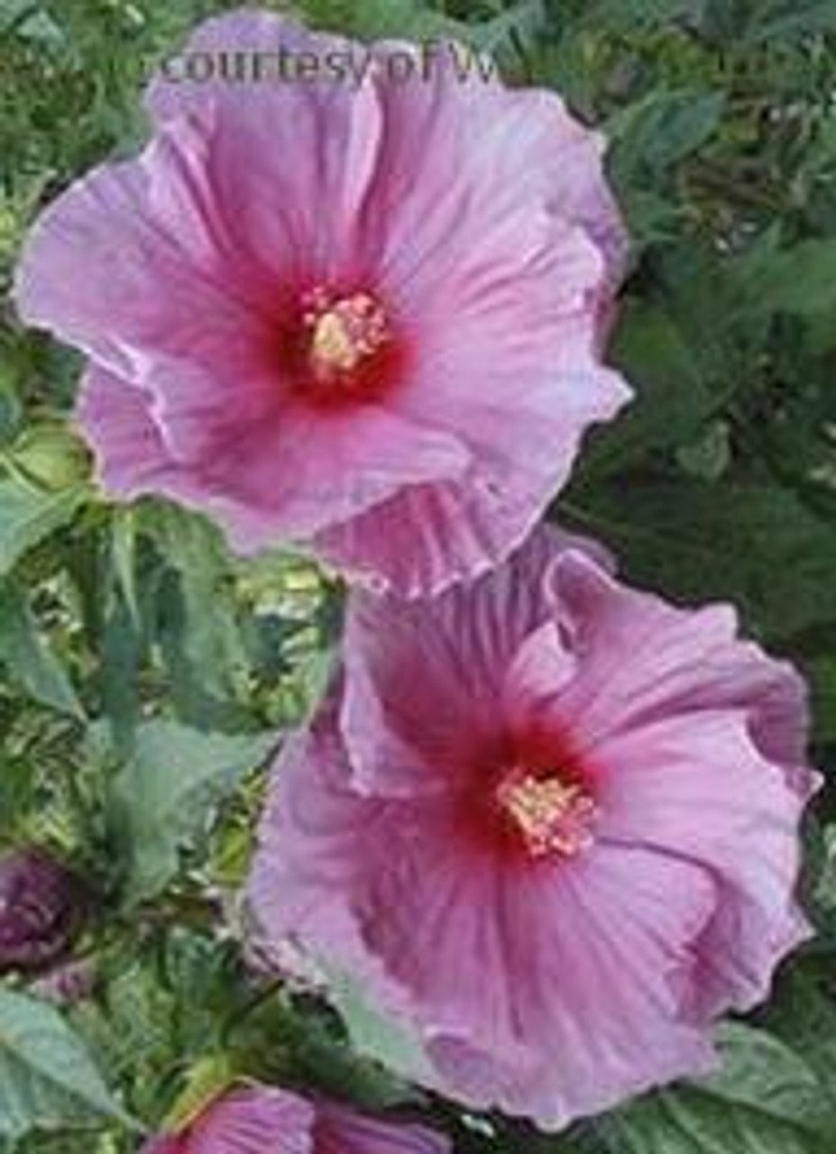 Hibiscus Fantasia PP11853 25 BR Plants