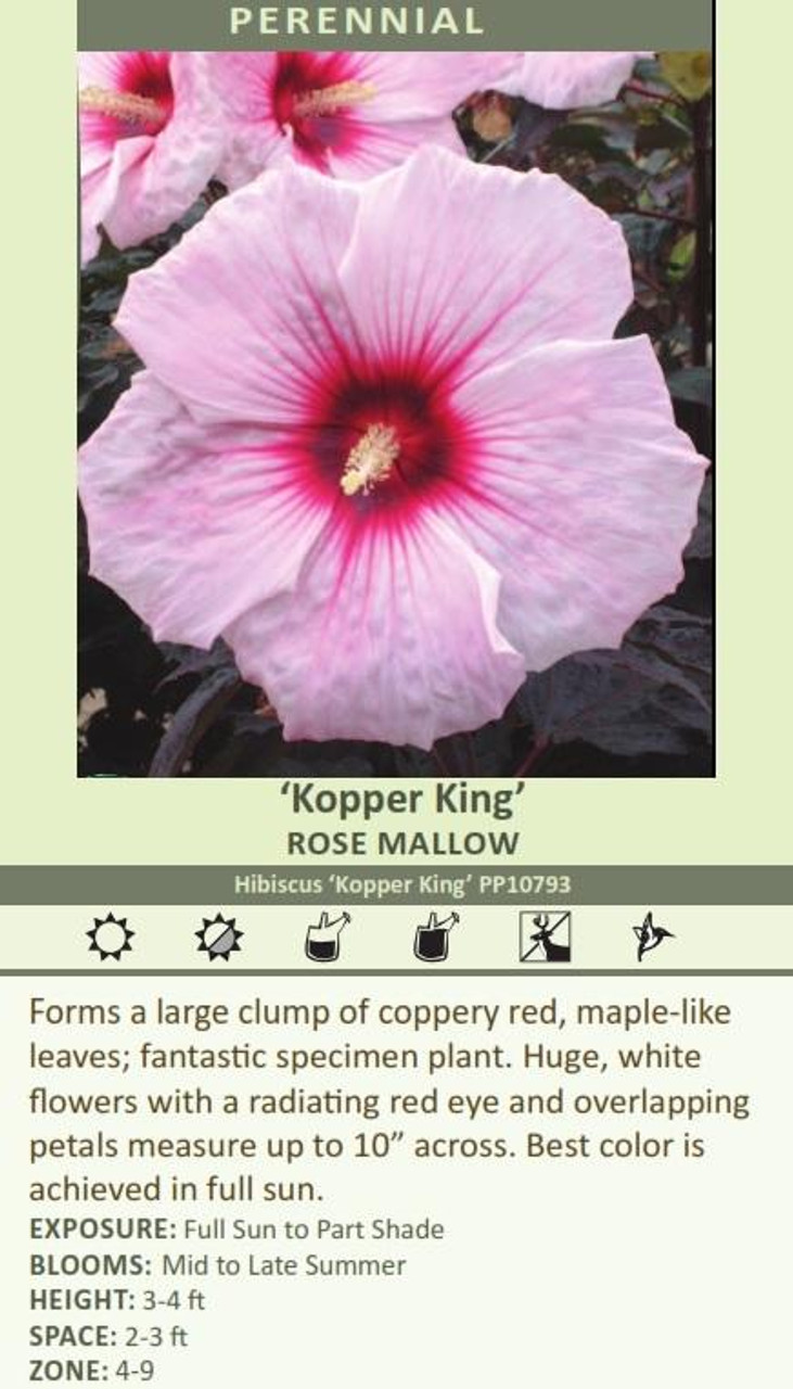 Hibiscus Kopper King PP10793 25 BR Plants