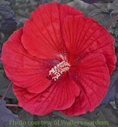 Hibiscus 'Midnight Marvel' Perennial Plant Sale Bloomin Designs Nursery