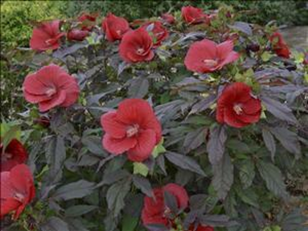 Hibiscus 'Midnight Marvel' Perennial Plant Sale Bloomin Designs Nursery