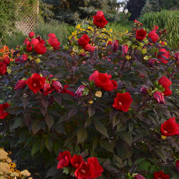 Hibiscus 'Midnight Marvel' | Perennial Plant Sale | Bloomin Designs Nursery