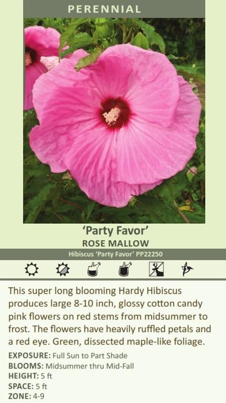 Hibiscus Party Favor PP22250 25 BR Plants