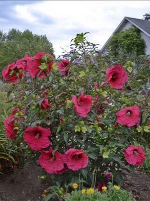Hibiscus Plum Fantasy PPAF 25 BR Plants
