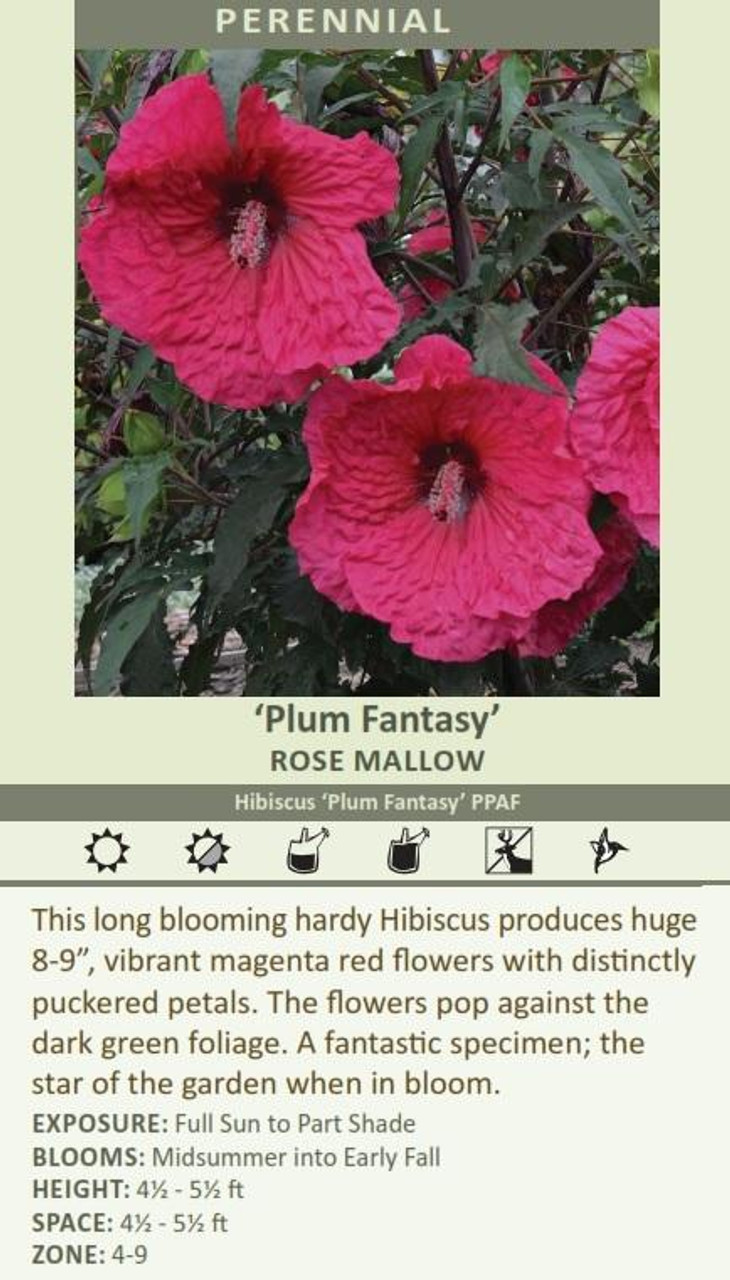 Hibiscus Plum Fantasy PPAF 25 BR Plants