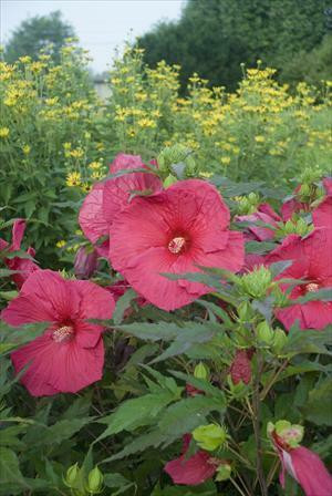 Hibiscus 'Sultry Kiss' shipped from Grower to your door