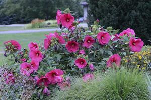 Hibiscus 'Sultry Kiss' shipped from Grower to your door