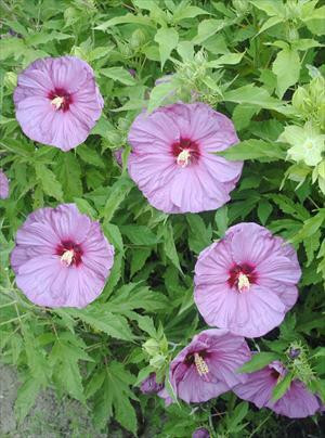 Hibiscus SUMMERIFIC Berrylicious PPAF 25 BR Plants