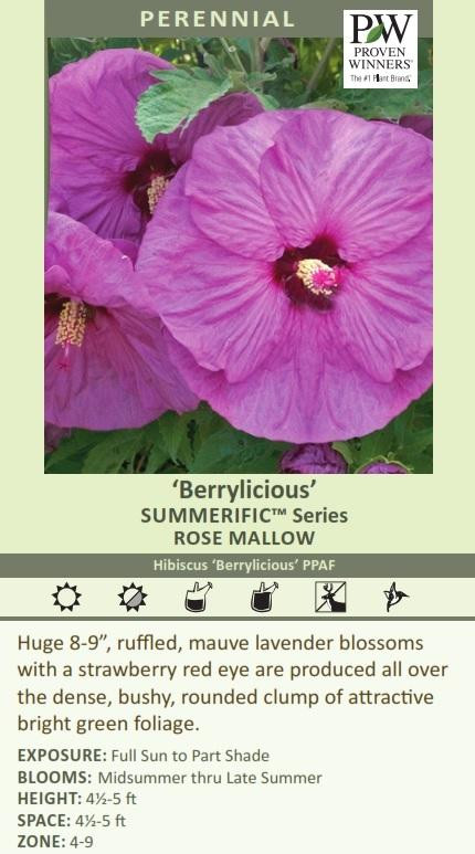 Hibiscus SUMMERIFIC Berrylicious PPAF 25 BR Plants