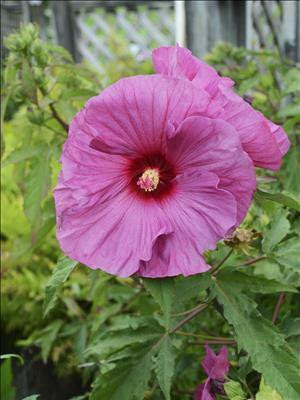 Hibiscus SUMMERIFIC Berrylicious PPAF 25 BR Plants