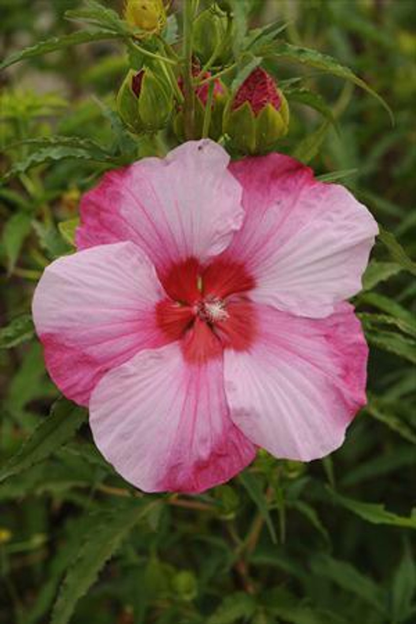 Hibiscus 'Turn of the Century' | Perennial Plant Sale | Bloomin Designs ...