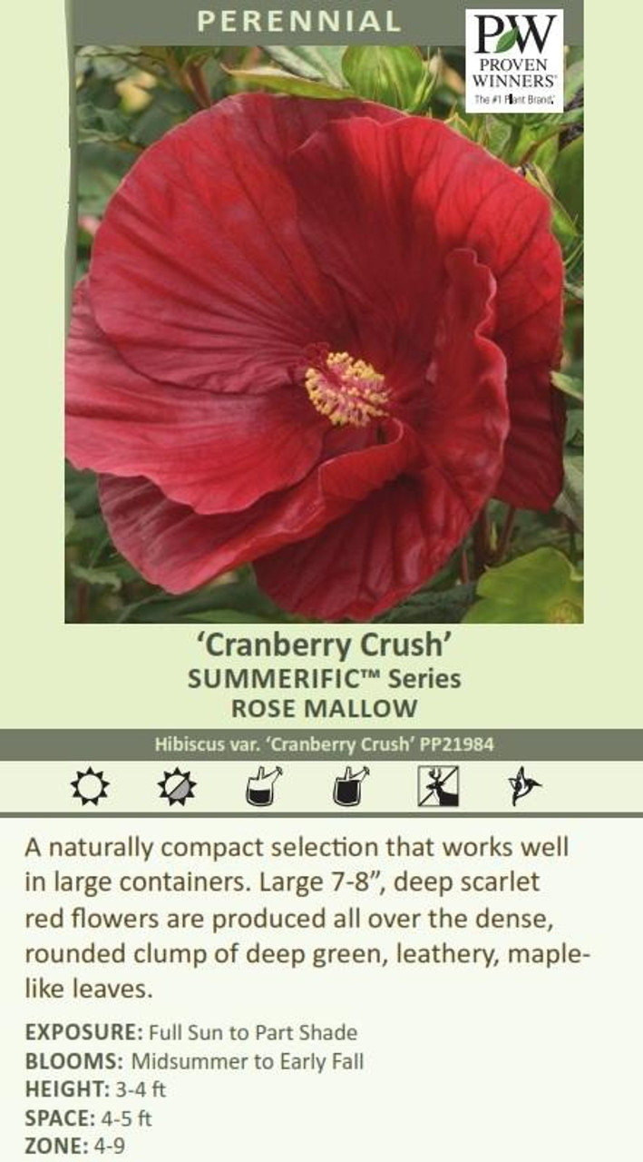 Hibiscus var Cranberry Crush PP21984 25 BR Plants