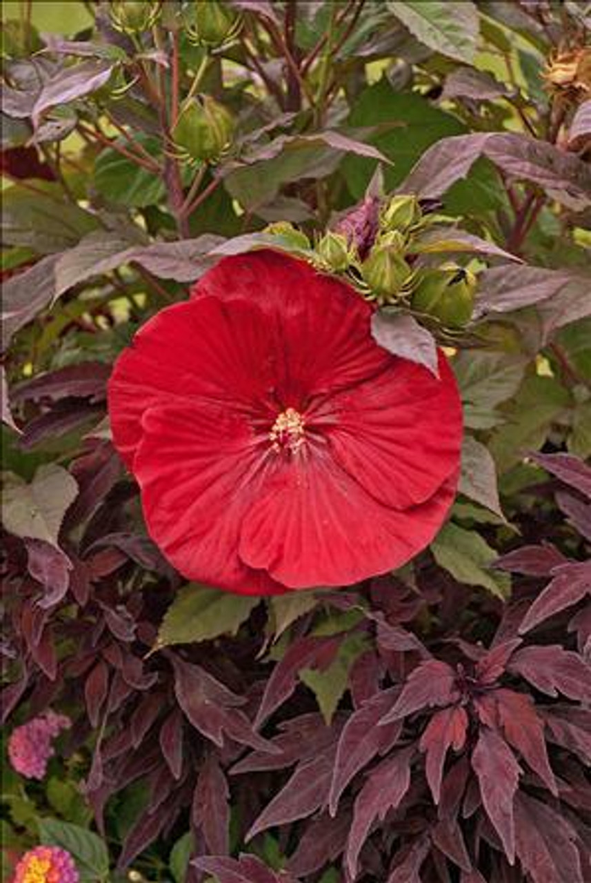 Hibiscus var Cranberry Crush PP21984 25 BR Plants