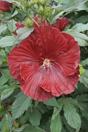 Hibiscus var. 'Cranberry Crush' Perennial Plant Sale Bloomin Designs Nursery