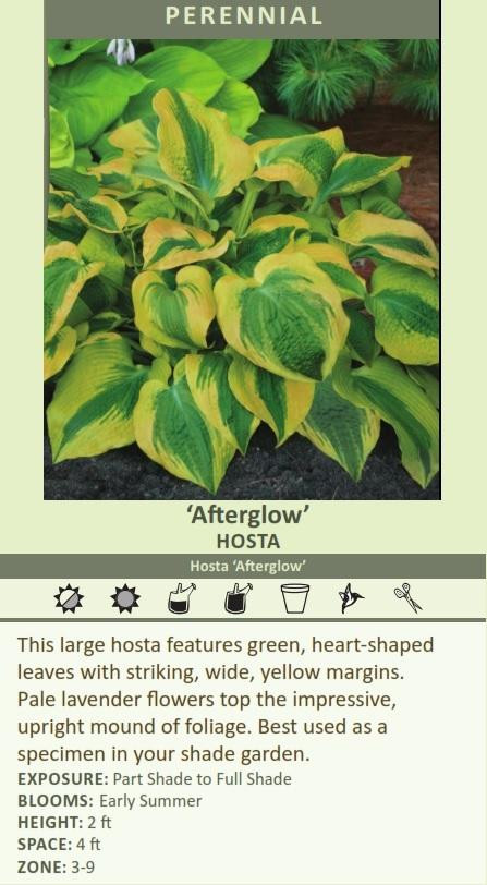 Hosta AfterGlow PPAF 20ct Flat