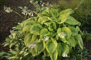 Hosta AfterGlow PPAF 20ct Flat