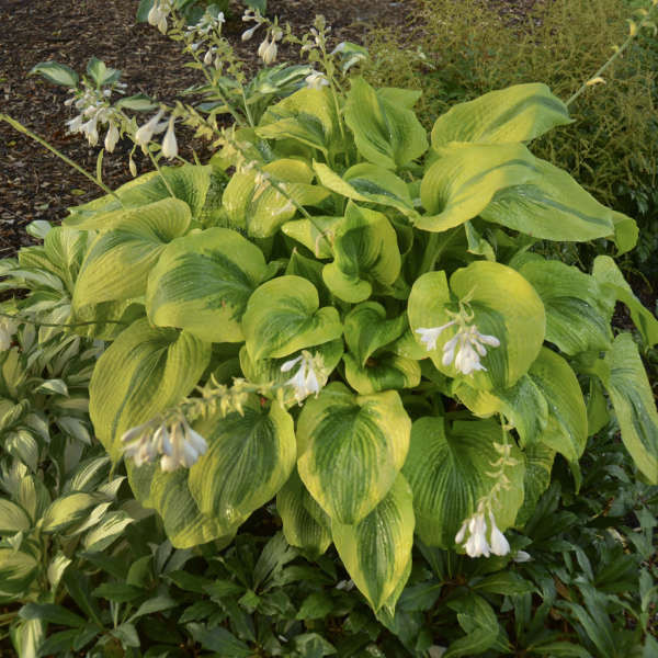 Hosta AfterGlow PPAF 20ct Flat