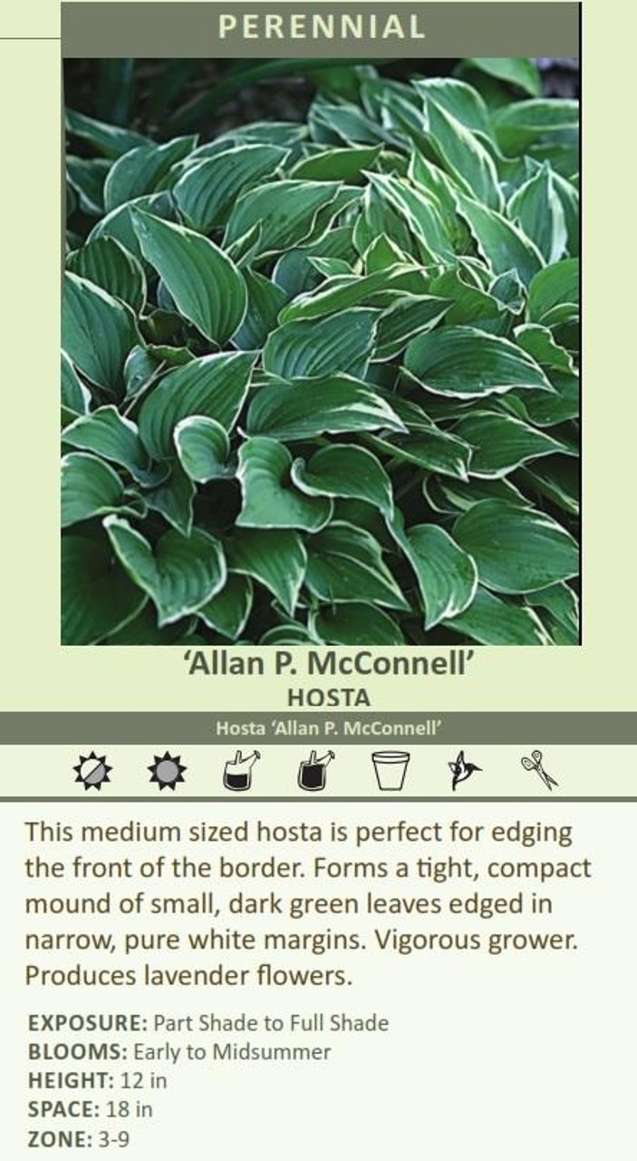 Hosta ALLAN P MCCONNELL 25 BR Plants