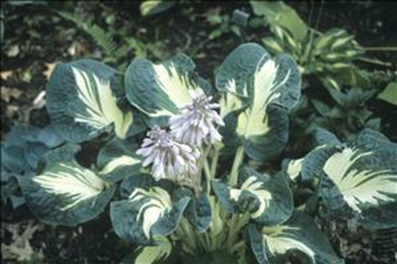 Hosta ANDREW 20ct Flat