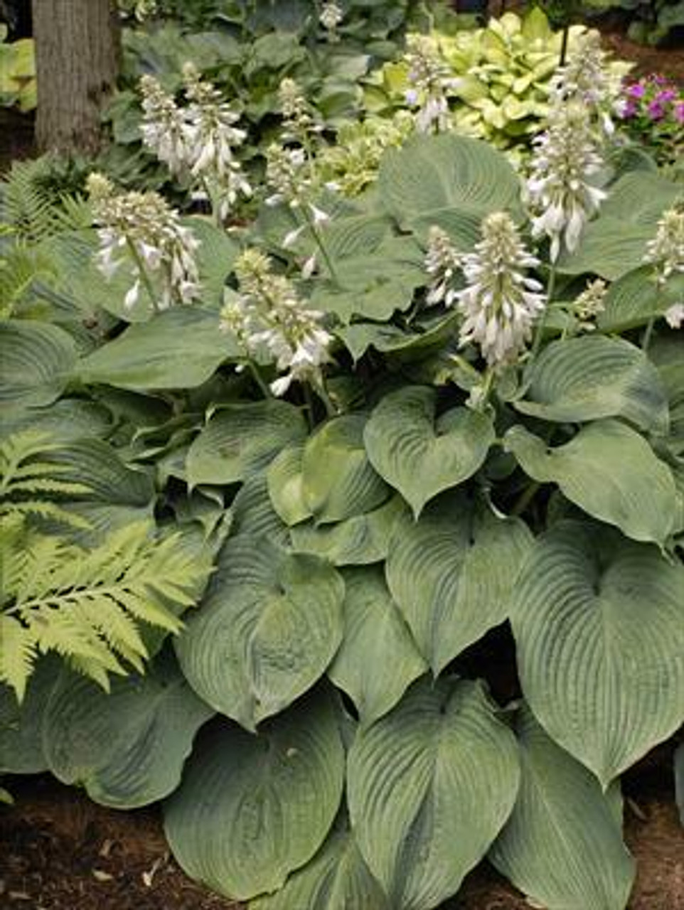 Hosta Blue Angel 20ct Flat