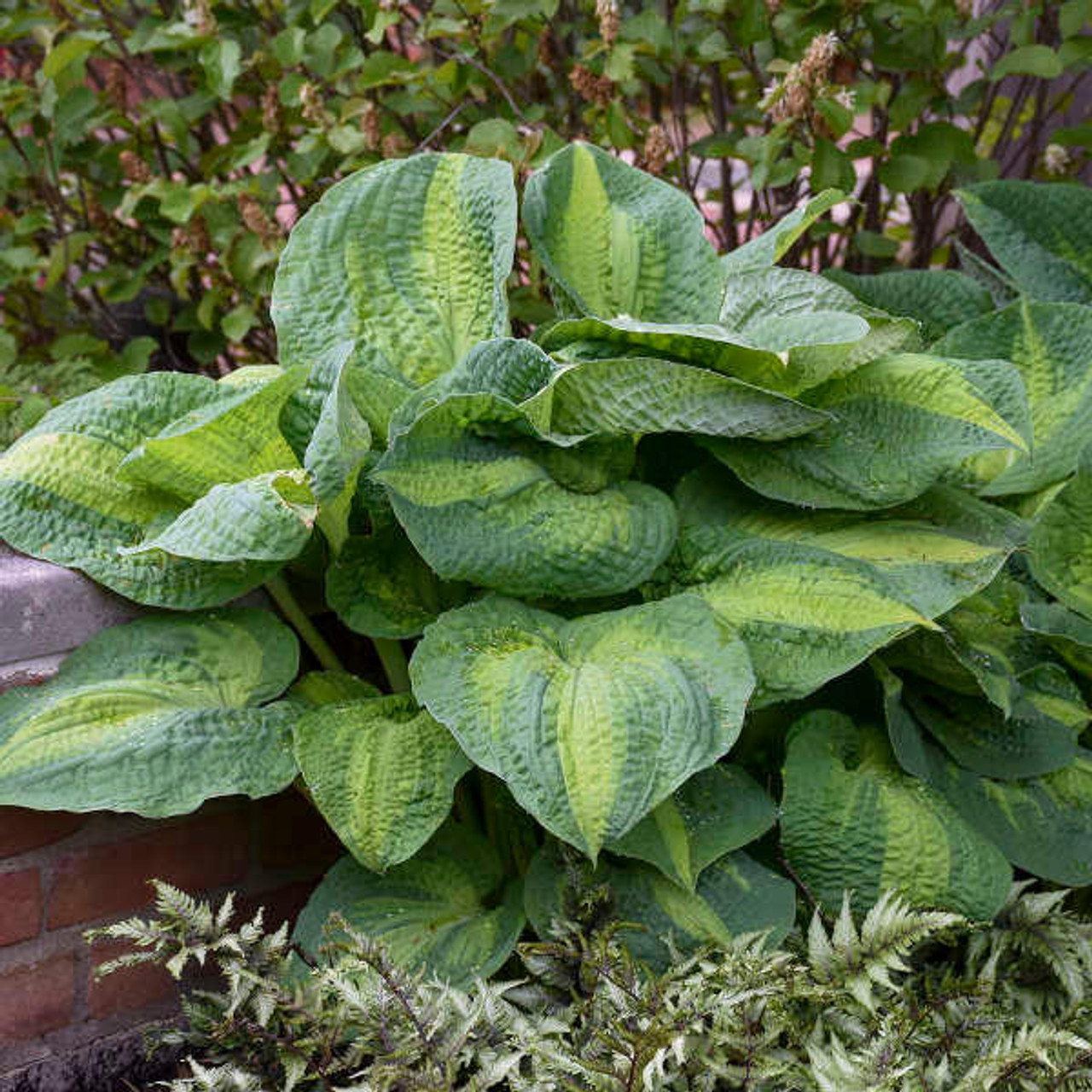 Hosta 'Brother Stefan' (20)ct Flat