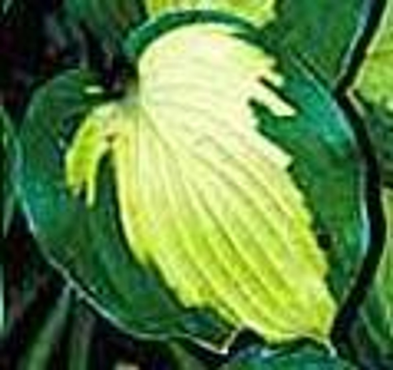 Hosta CAPTAIN KIRK 20ct Flat