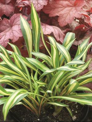 Hosta CHERRY TOMATO 20ct Flat