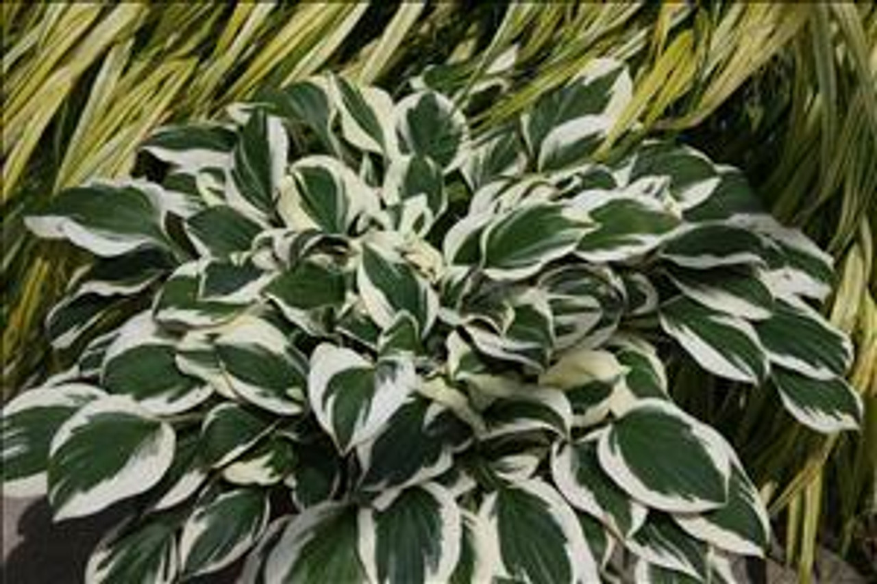 Hosta DIAMONDS ARE FOREVER PPAF 20ct Flat