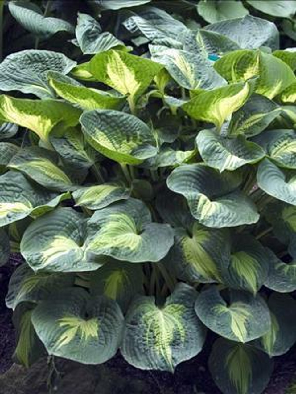 Hosta DREAM WEAVER 20ct Flat