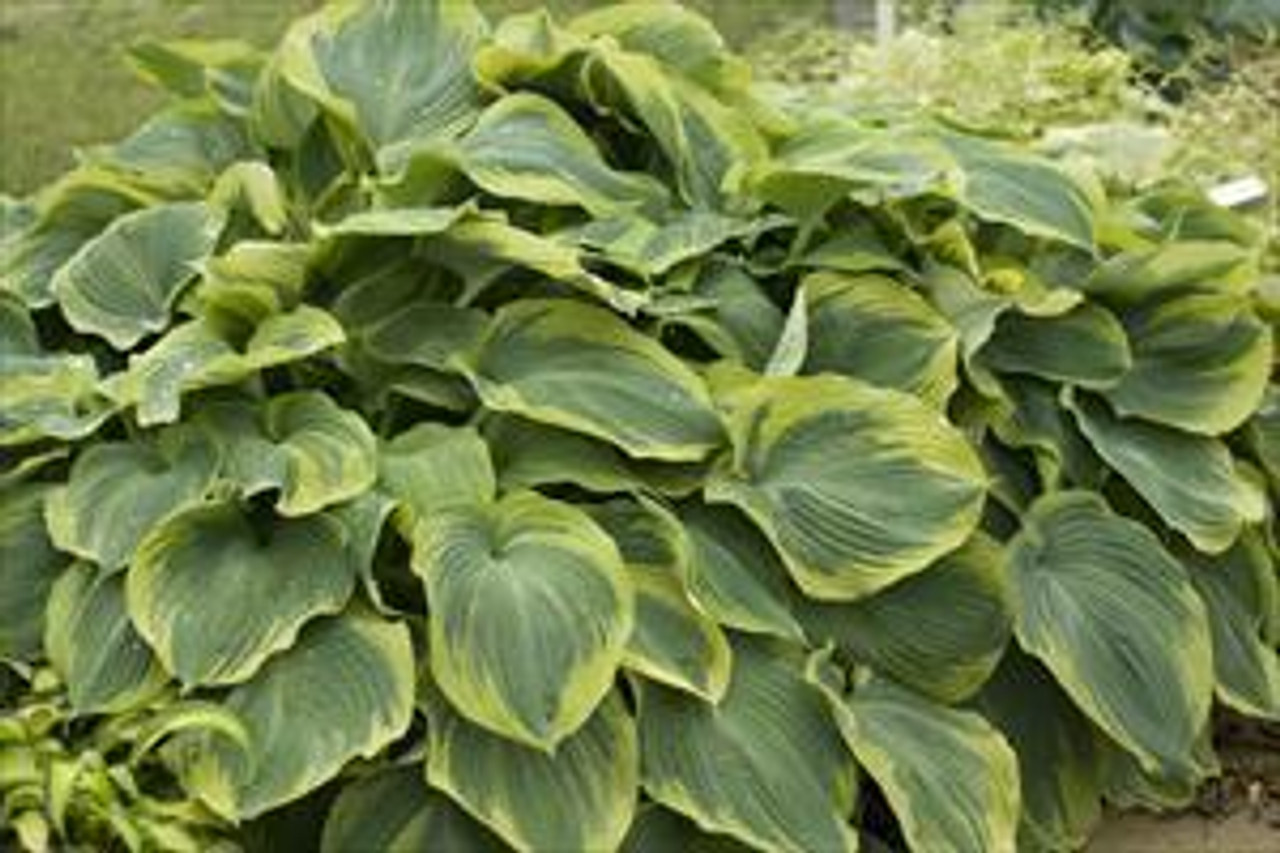 Hosta EARTH ANGEL 20ct Flat