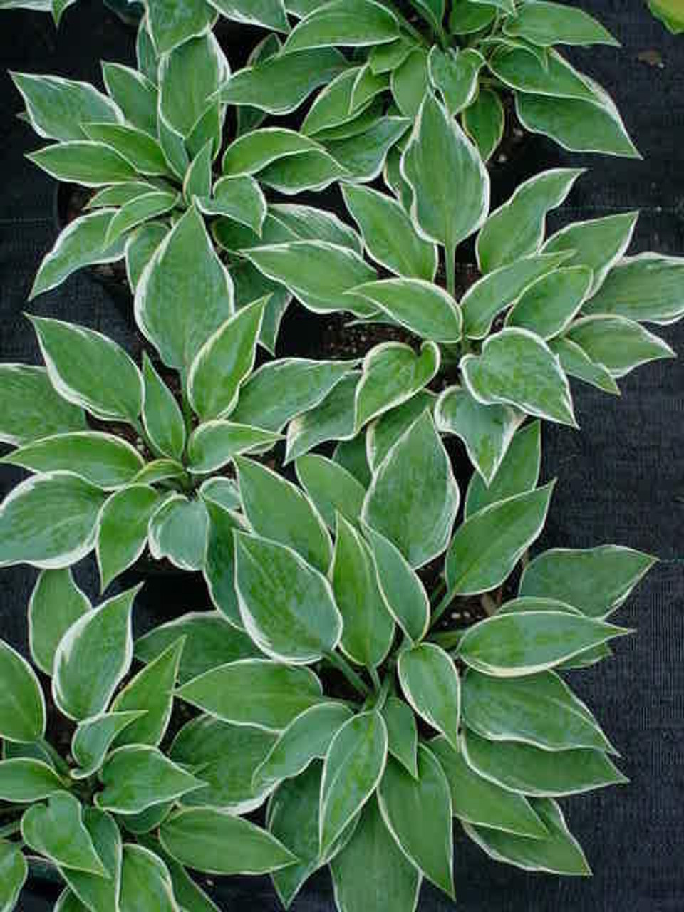 Hosta FIRST FROST 20ct Flat