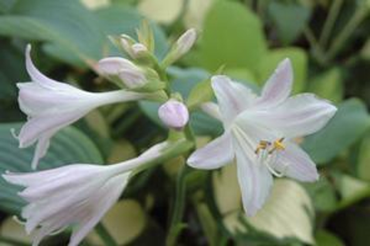 Hosta FRAGRANT BLUE 20ct Flat