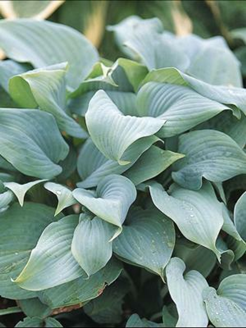 Hosta FRAGRANT BLUE 20ct Flat